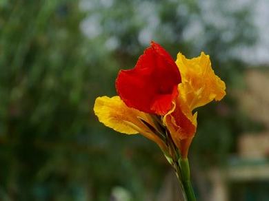 《汤妇蒂芙尼》在线观看