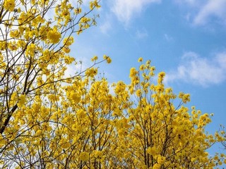 《病勤夜栋》樱花