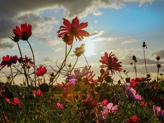 乡村寻芳记林傲天