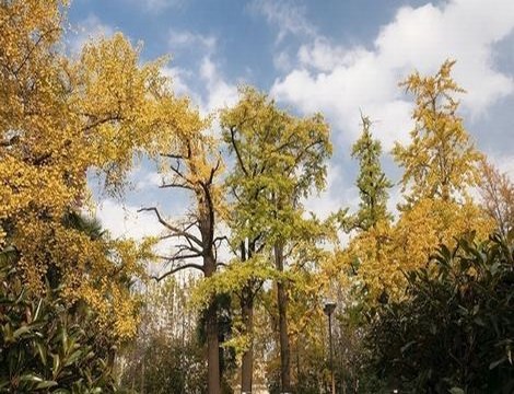 大象最新的视频