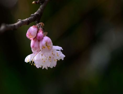 狐臭味怎么去掉