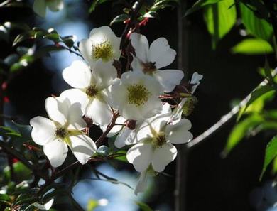 粉黛乱子草花海视频