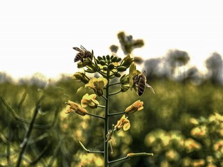 芒果一区一区三区免费