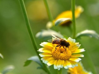 迪丽热巴观音莲花座视频