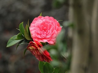 野钓草洞鲫鱼视频