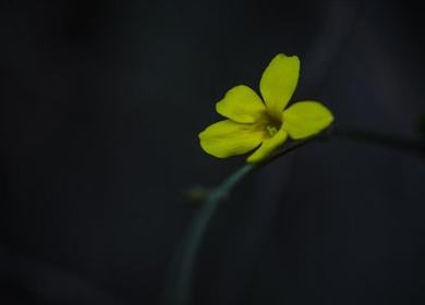 麻花痘精国品在线入口